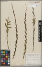 Foto von Salix purpurea L.